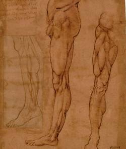 Leonardo da Vinci, Studio anatomico di gambe pietra rossa, penna e inchiostro scuro su carta bianca con preparazione rossa sul recto © Veneranda Biblioteca Ambrosiana / Mondadori Portfolio